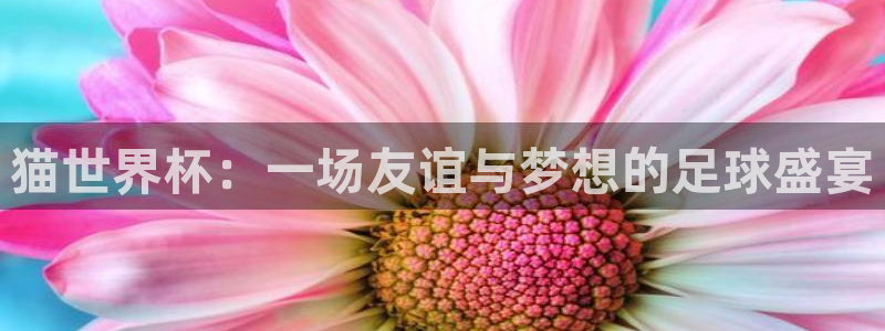  猫世界杯：一场友谊与梦想的足球盛宴