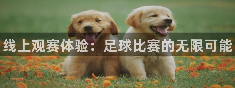  线上观赛体验：足球比赛的无限可能