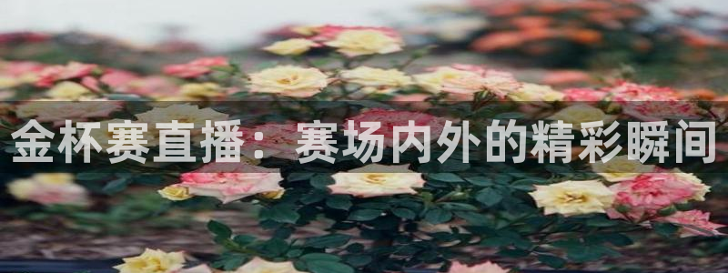 nba直播吧极速体育在线观看：金杯赛直播：赛场内外的精彩瞬间